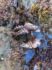 Octopus bimaculoides