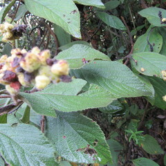 Varronia cylindrostachya