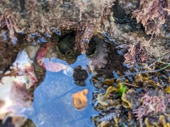 Octopus bimaculoides