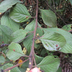 Varronia cylindrostachya