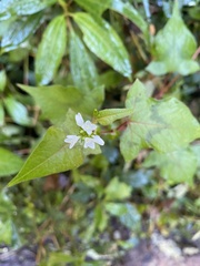 Persicaria biconvexa