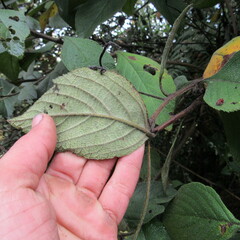 Varronia cylindrostachya