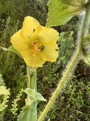Malvaceae