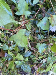 Persicaria biconvexa