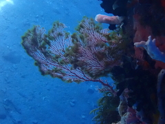 Melithaea ochracea