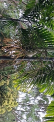 Ducula bicolor