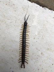 Ethmostigmus rubripes