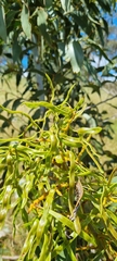 Anthela rubeola