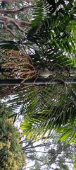 Ducula bicolor