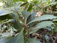 Ardisia cornudentata stenosepala