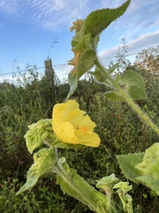 Malvaceae