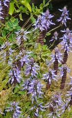 Coleus neochilus