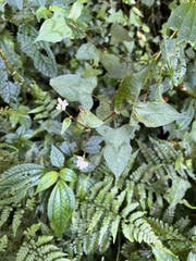 Persicaria biconvexa