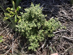 Xanthosia pilosa
