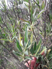 Baccharis dracunculifolia