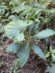 Ardisia cornudentata stenosepala