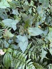 Persicaria biconvexa