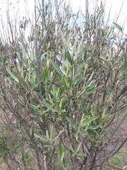 Baccharis dracunculifolia