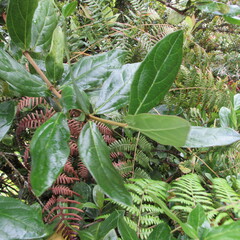 Viburnum triphyllum