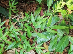 Oplismenus hirtellus