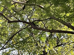 Callosciurus finlaysonii