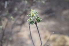 Buddleja crotonoides