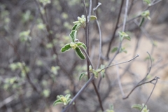 Buddleja crotonoides
