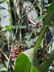 Alpinia