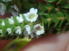 Baeckea imbricata