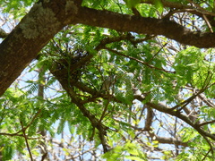 Polioptila dumicola