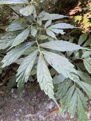 Elatostema lineolatum