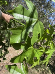 Brachychiton acerifolius