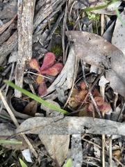 Drosera aberrans