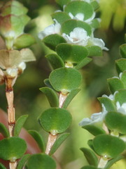 Baeckea imbricata