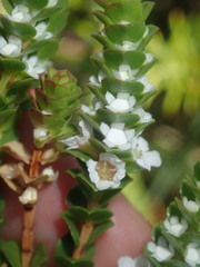 Baeckea imbricata