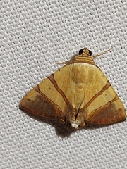 Eulepidotis julianata