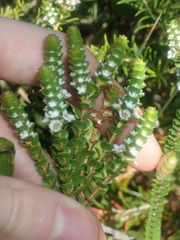 Baeckea imbricata