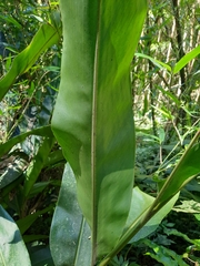 Alpinia