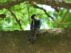 Melanerpes cactorum