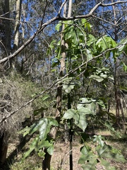 Brachychiton acerifolius