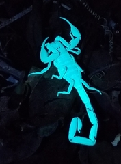 Centruroides guanensis