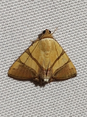 Eulepidotis julianata