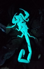 Centruroides guanensis