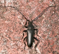 Stenaspis solitaria