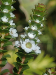 Baeckea imbricata