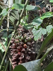 Alpinia