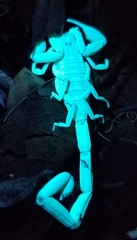 Centruroides guanensis