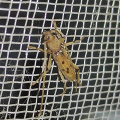 Achryson surinamum