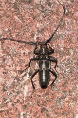 Stenaspis solitaria