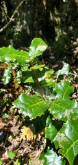 Quercus semecarpifolia